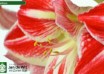 hippeastrum Spartacus (3)